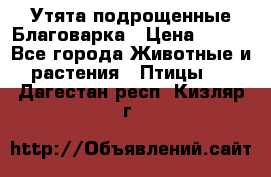 Утята подрощенные Благоварка › Цена ­ 100 - Все города Животные и растения » Птицы   . Дагестан респ.,Кизляр г.